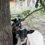 Schapen op Hoogengraven